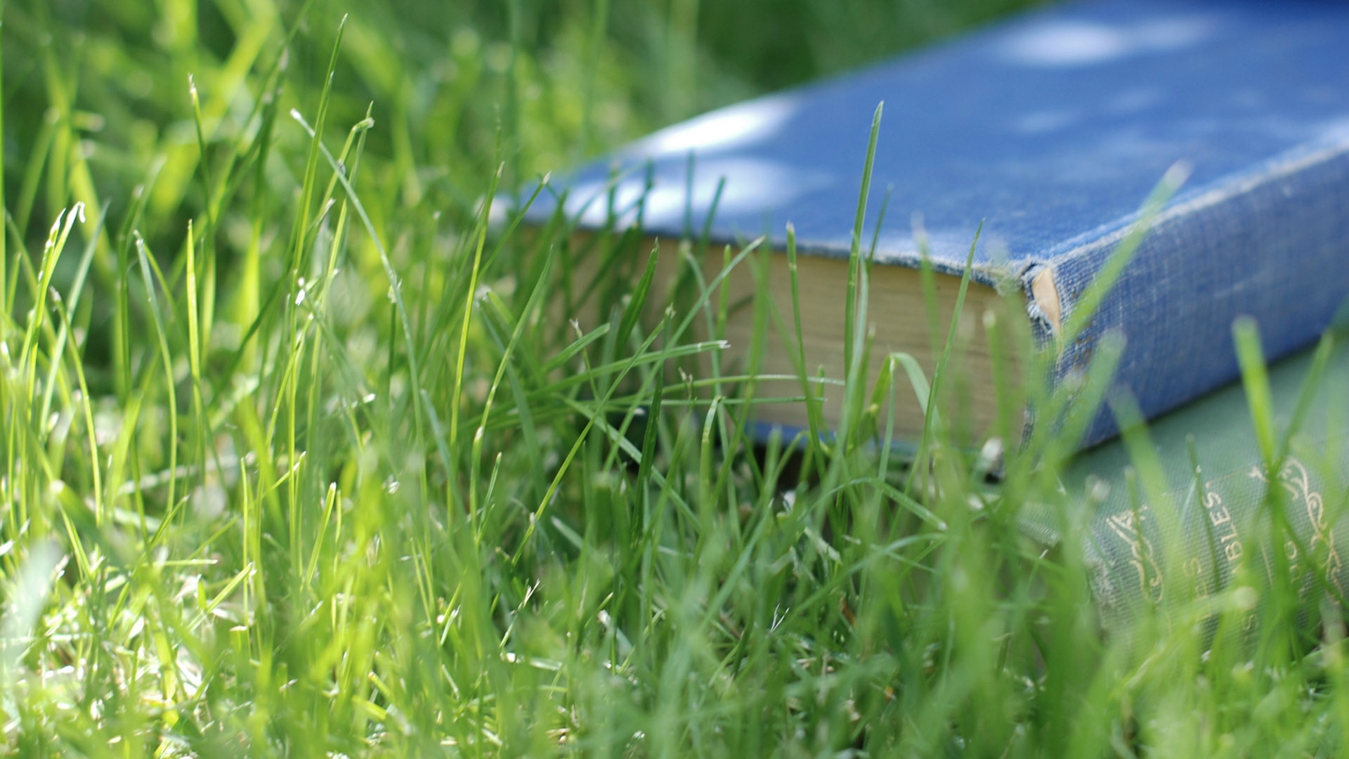 Old Grass - HD Wallpaper 