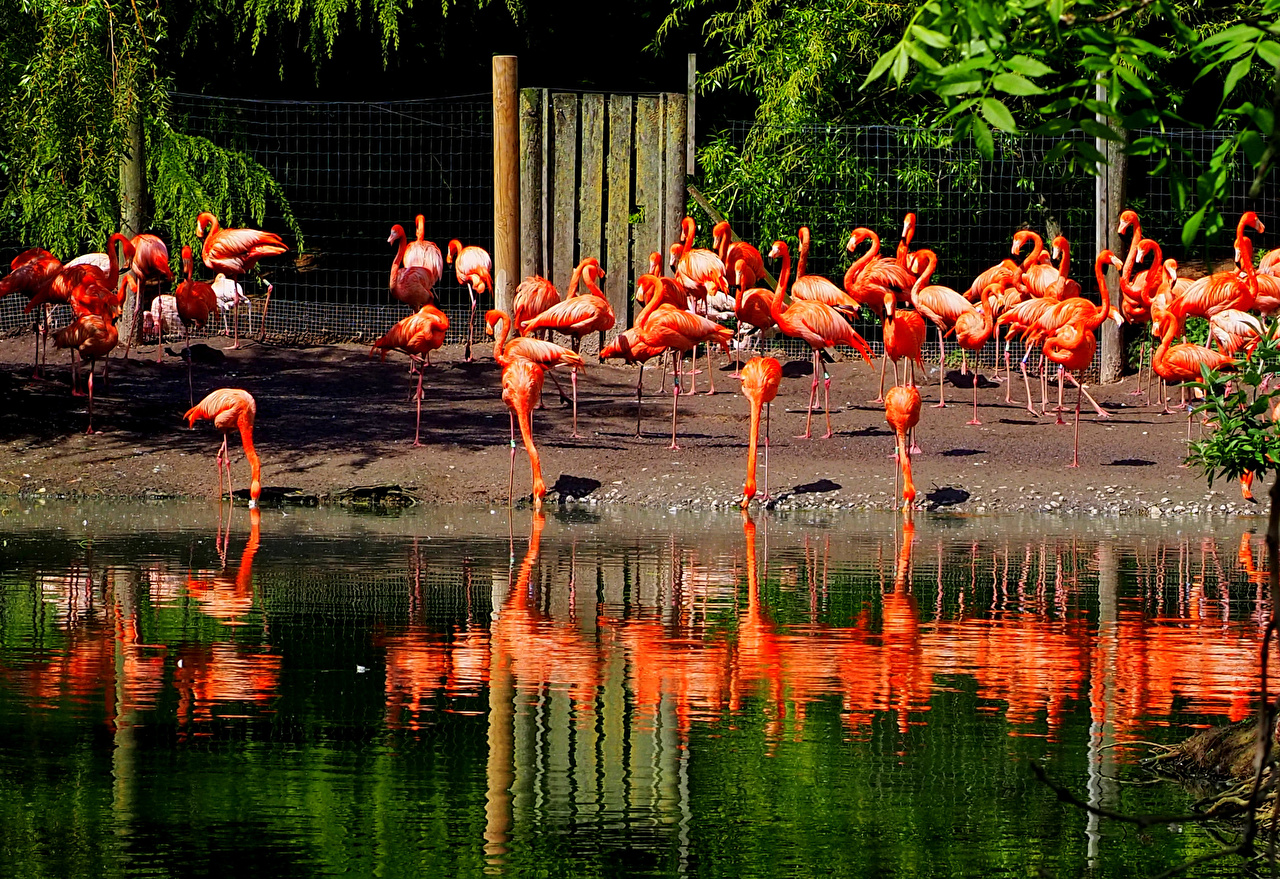 Chester Zoo Flamingo - HD Wallpaper 