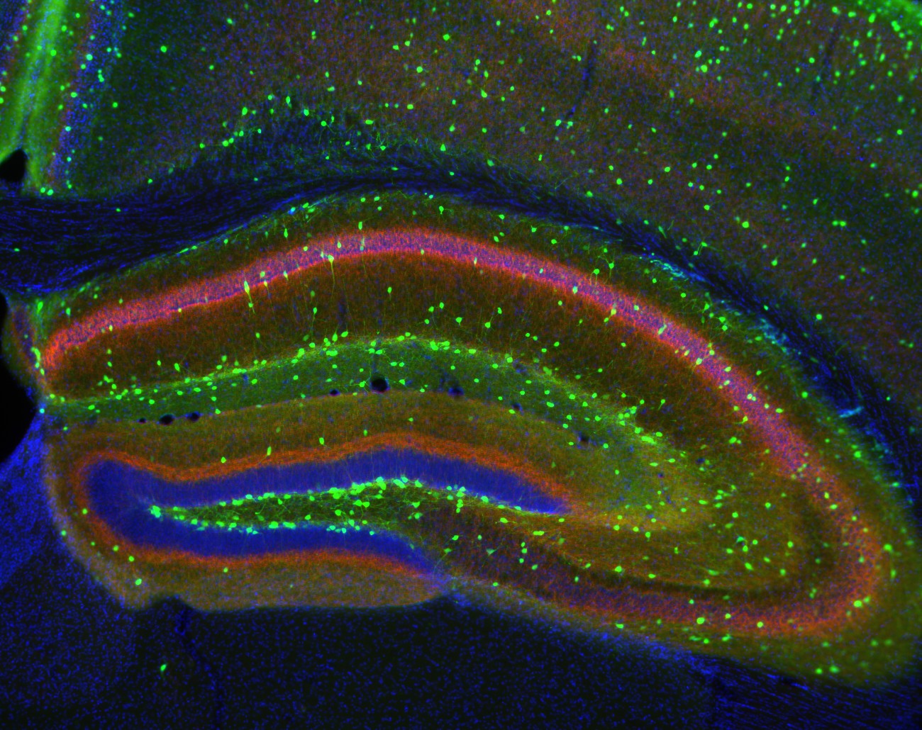 Aurora - HD Wallpaper 