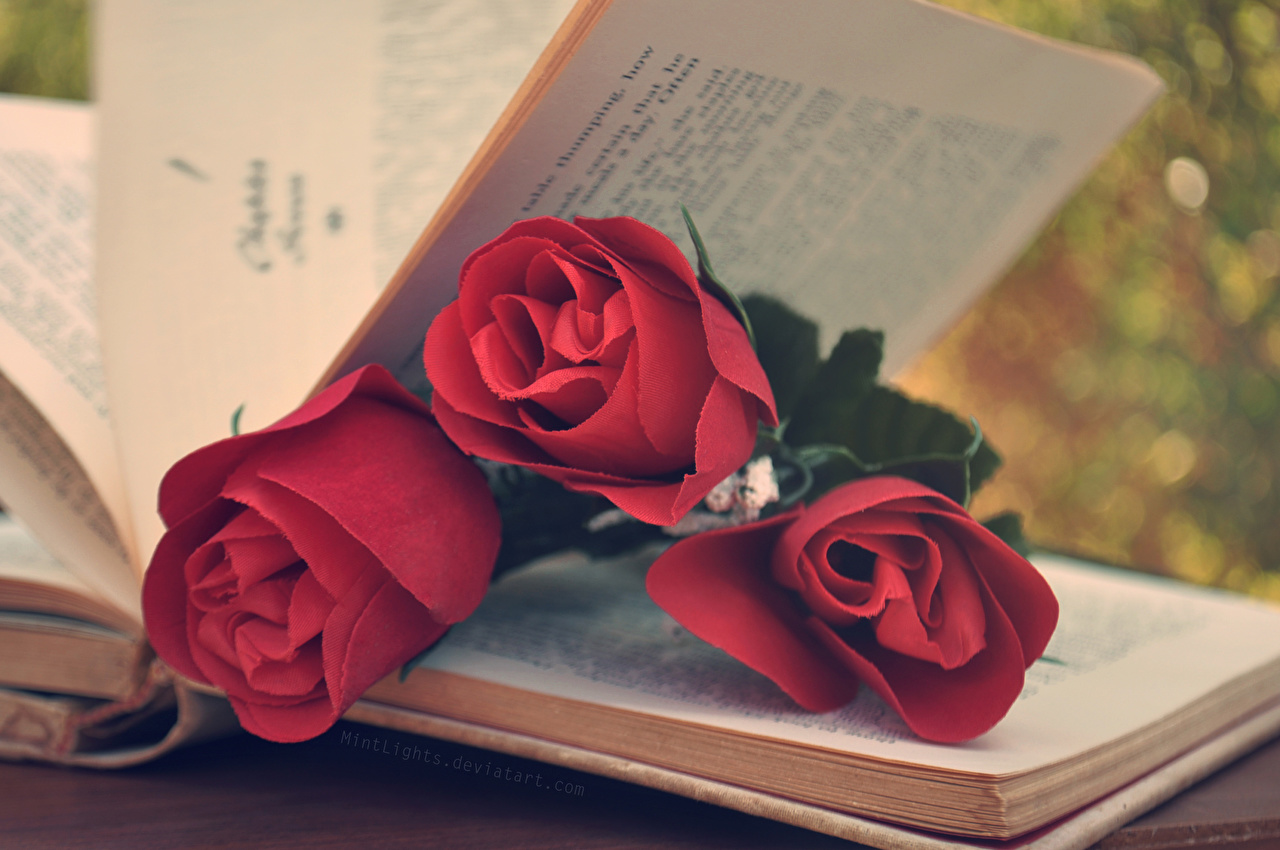 Fleur Rouge Et Livre - HD Wallpaper 
