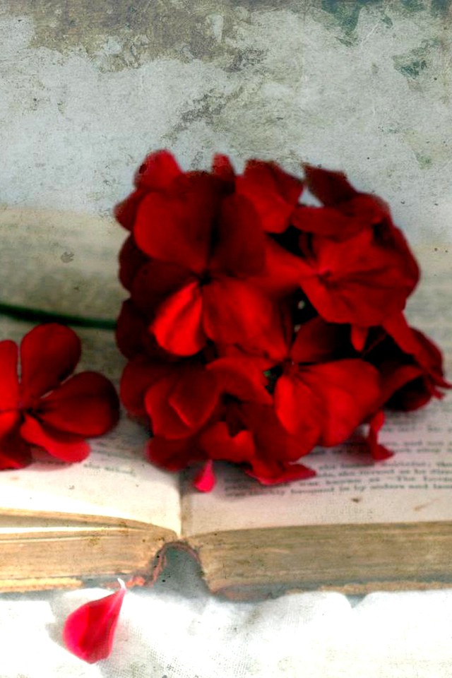 Books Wallpaper For Iphone - Iphone Rose And Book - HD Wallpaper 