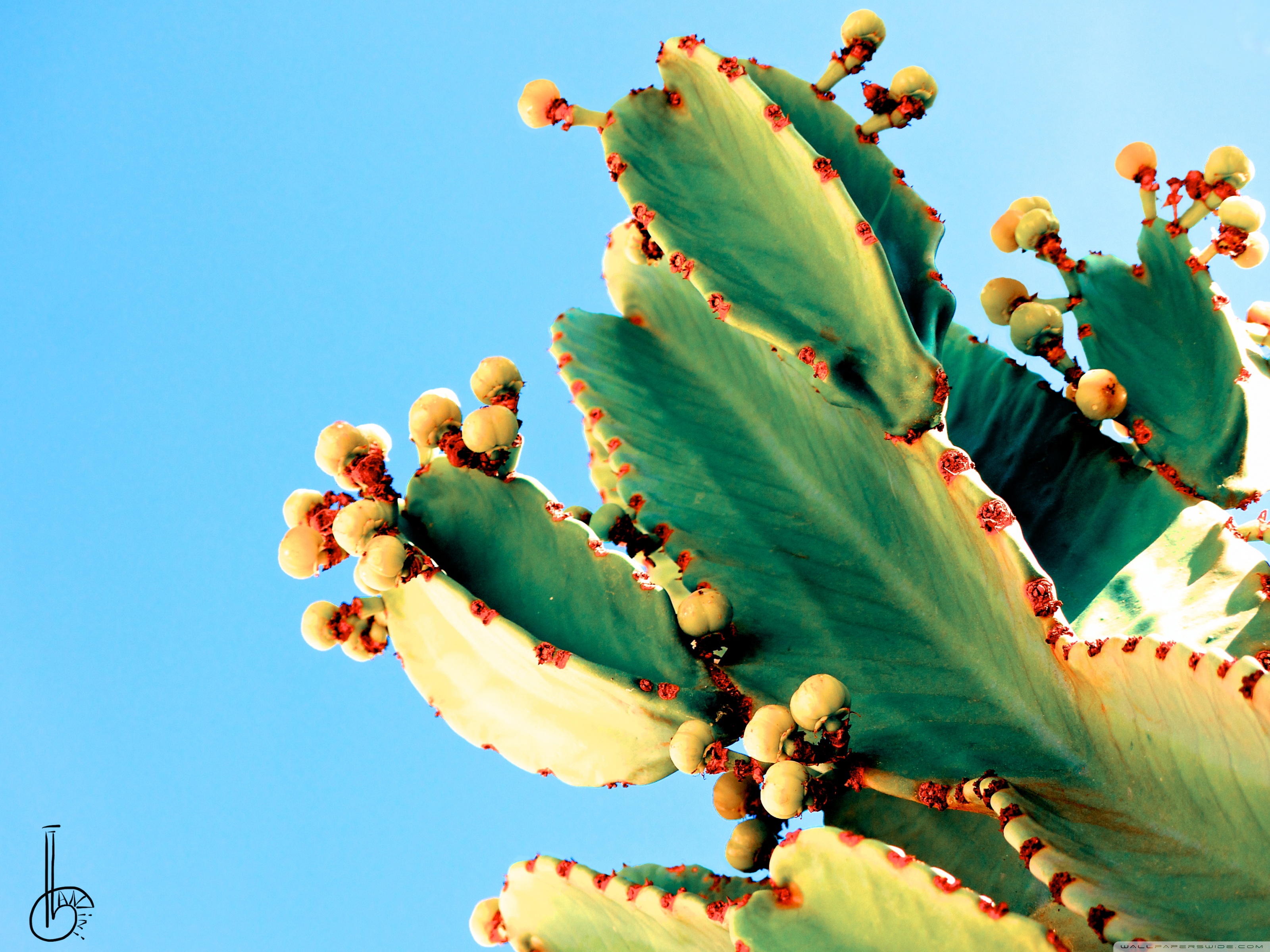 Cactus Wallpapers - HD Wallpaper 