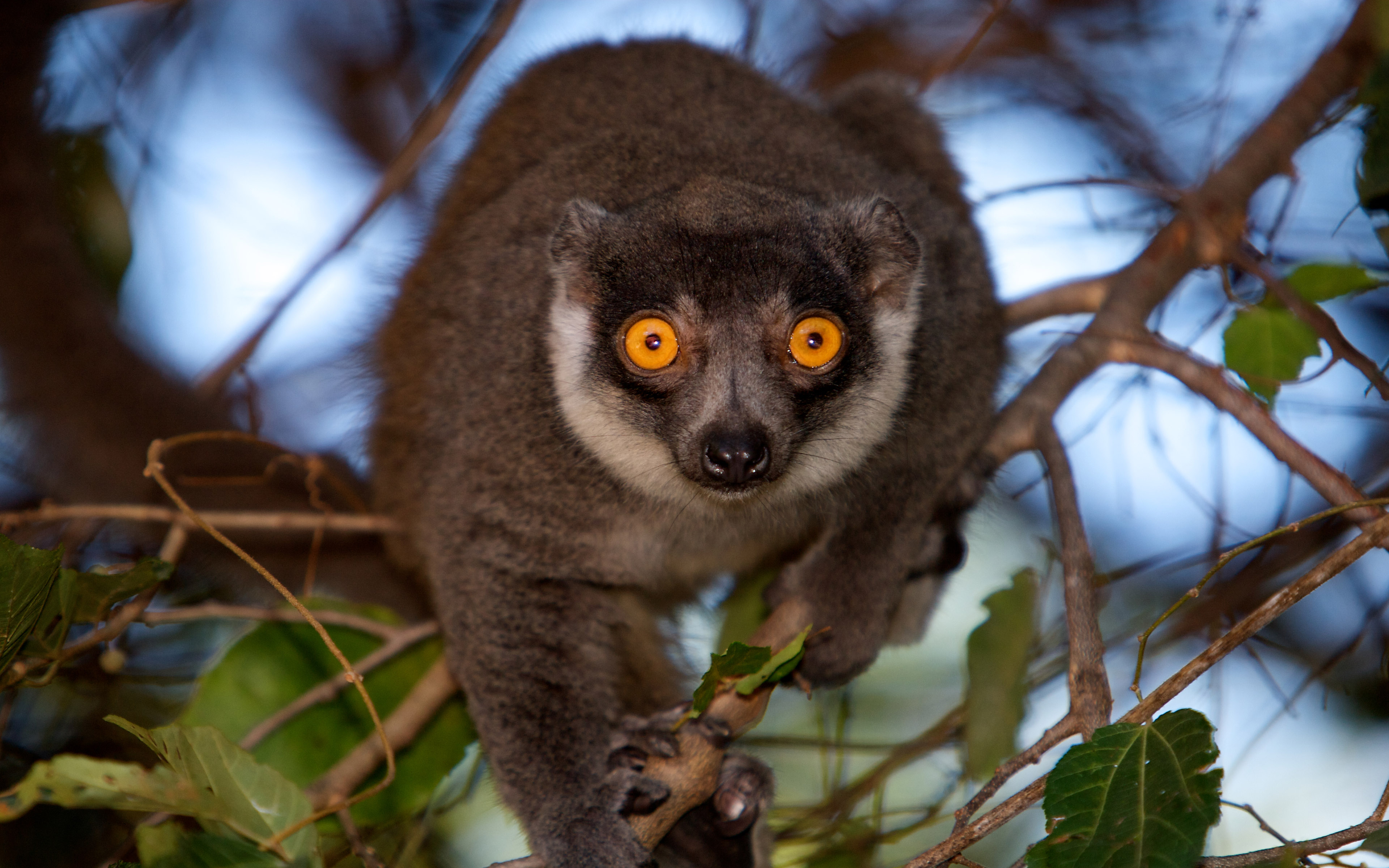 Madagascar Wallpaper - HD Wallpaper 