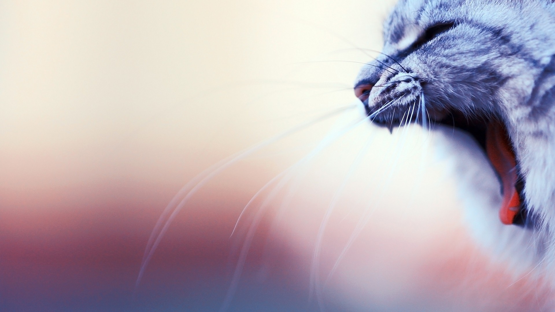 Full Hd For Background Cats - HD Wallpaper 