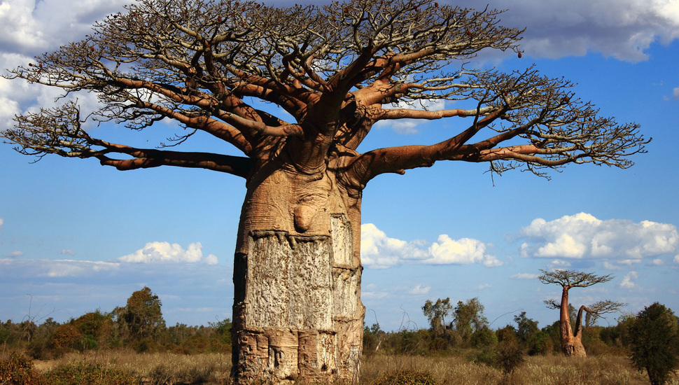Country, Madagascar Desktop Background - Real Tree Of Life In Africa - HD Wallpaper 