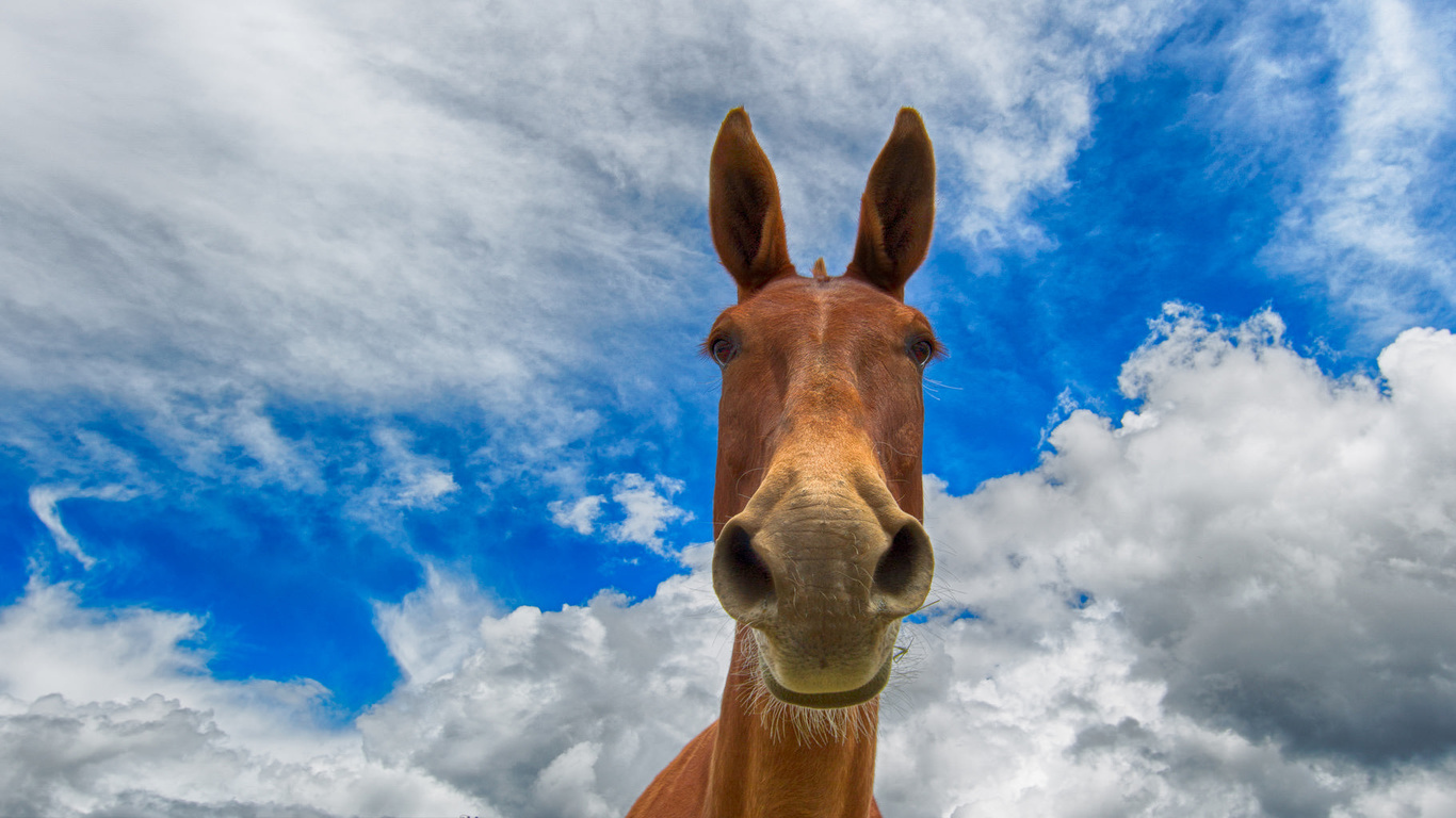 Jackass, Sky, Wallpaper - HD Wallpaper 