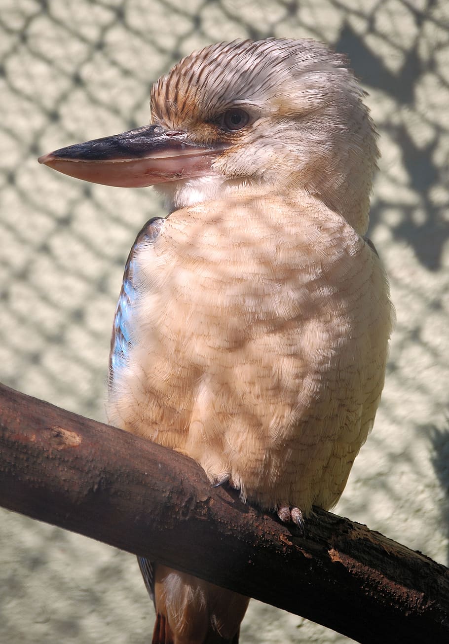 Laughing Jackass, Bird, Kookaburra, Dacelo, Australia, - Laughing Kookaburra - HD Wallpaper 