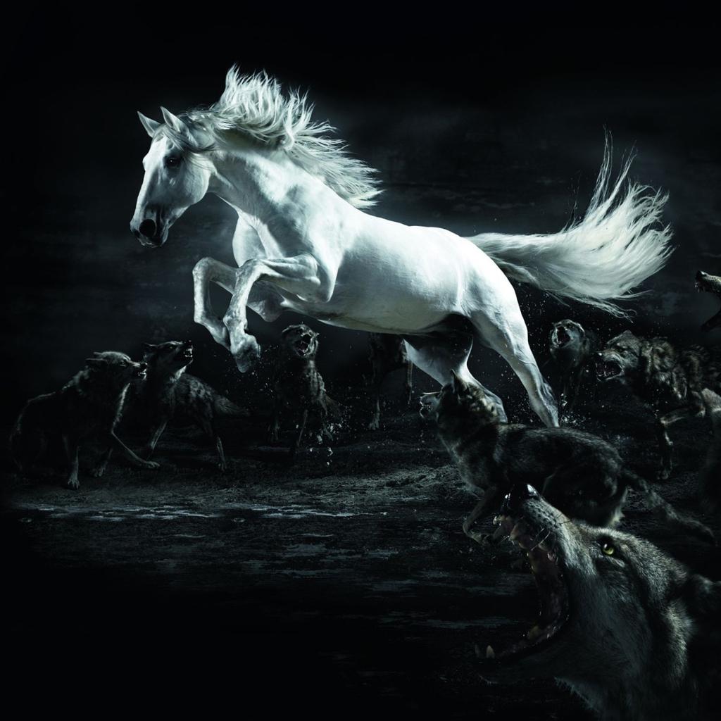 White Horse Surrounded By Wolves - Best Hd Horse Desktop - HD Wallpaper 