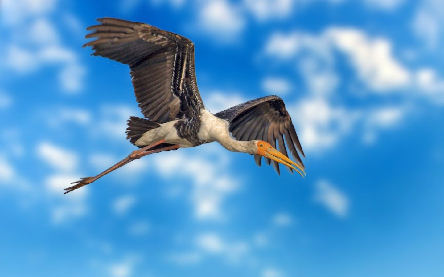 Pelican - HD Wallpaper 