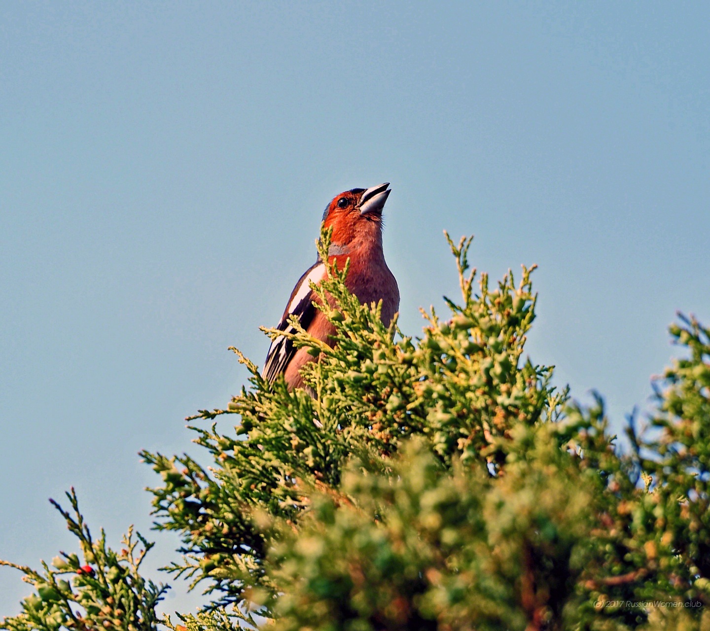 Free Wallpapers Mobile Backgrounds - Wallpaper - HD Wallpaper 