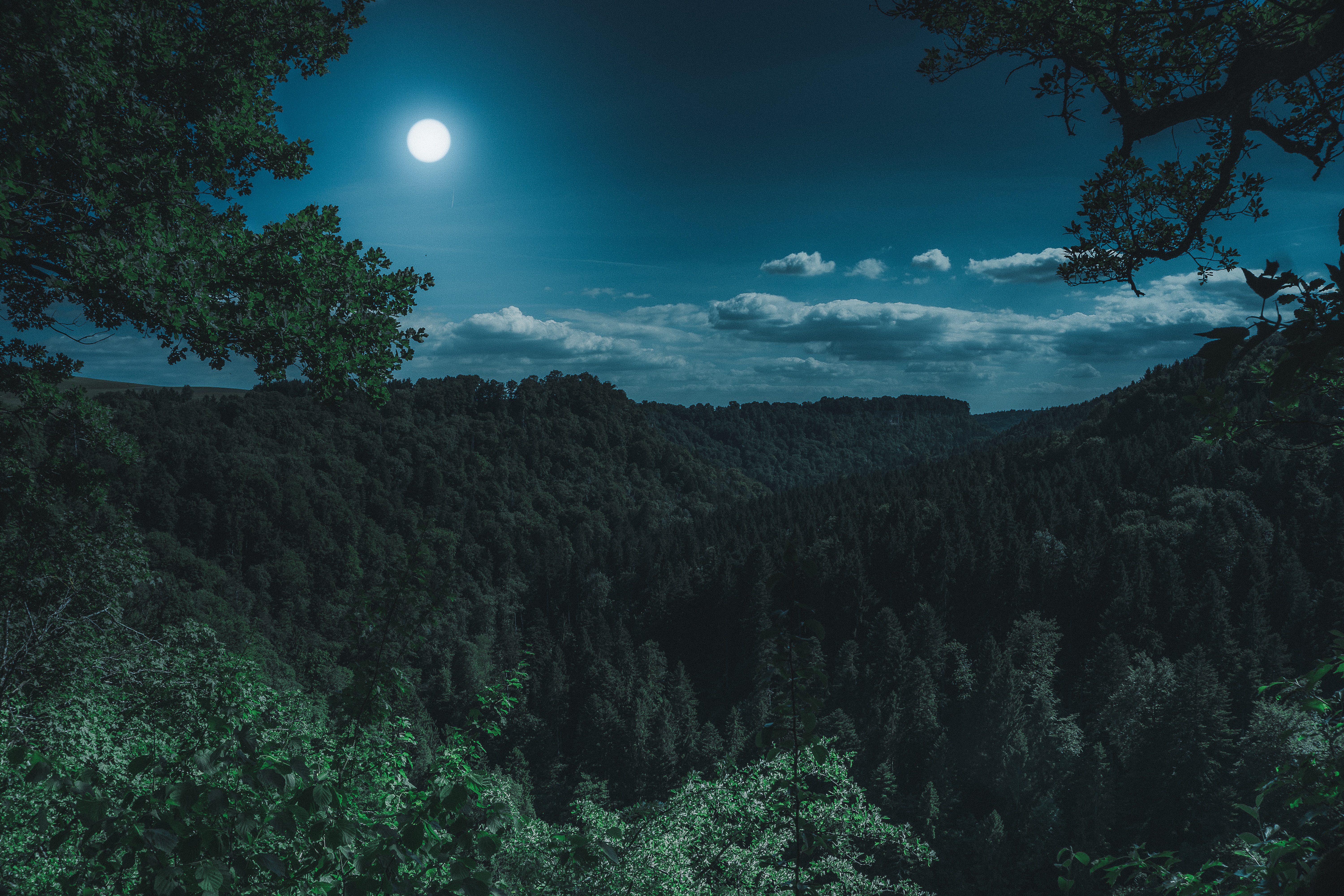 Forest Night Full Moon - HD Wallpaper 