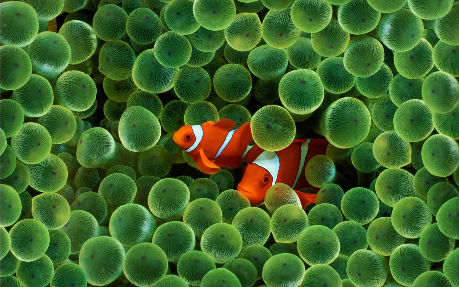 Free Mobile Wallpaper Moving Animals Free Cell Phone - Clown Fish Hd - HD Wallpaper 
