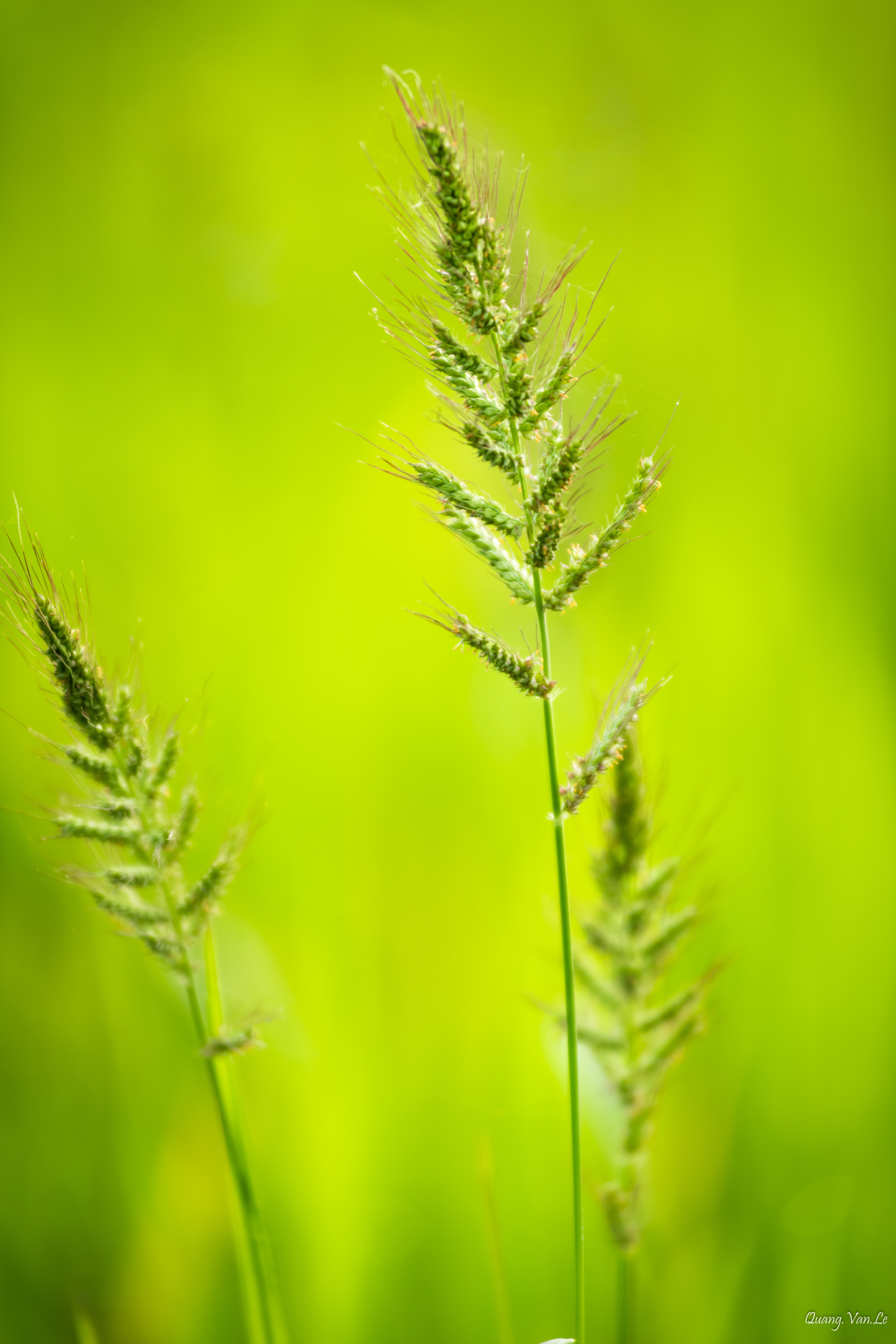 Green Grass - Natur Foto Close Up - HD Wallpaper 