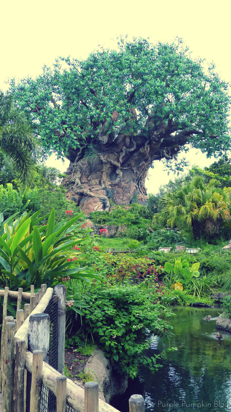 Disney World, The Tree Of Life - HD Wallpaper 