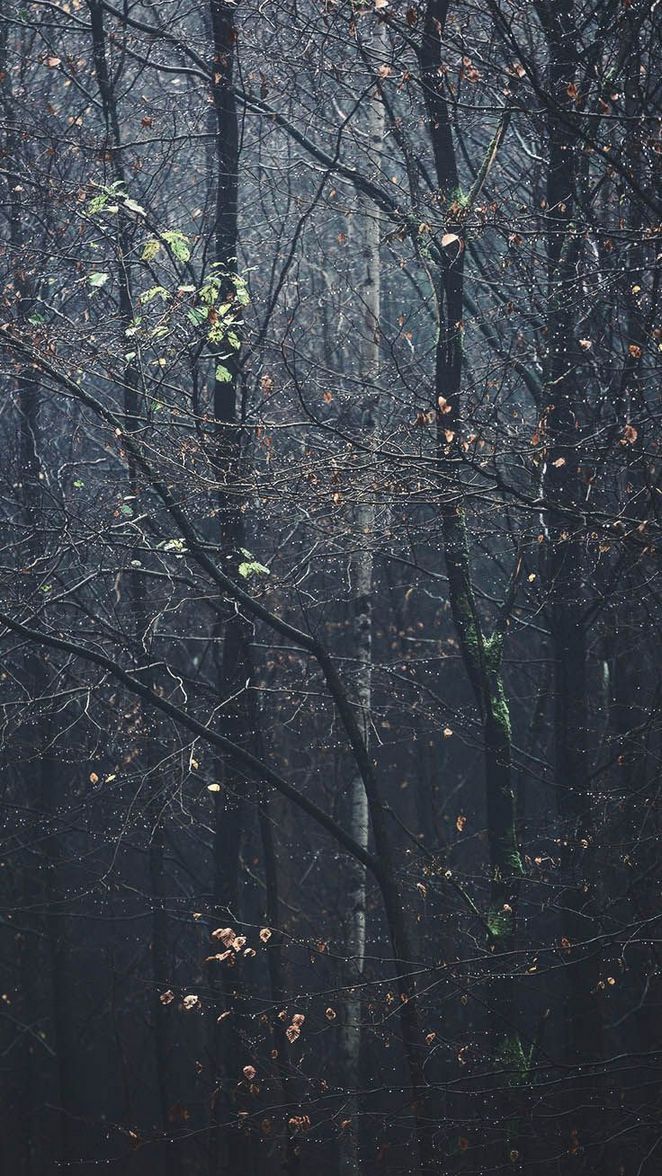 Grove - HD Wallpaper 