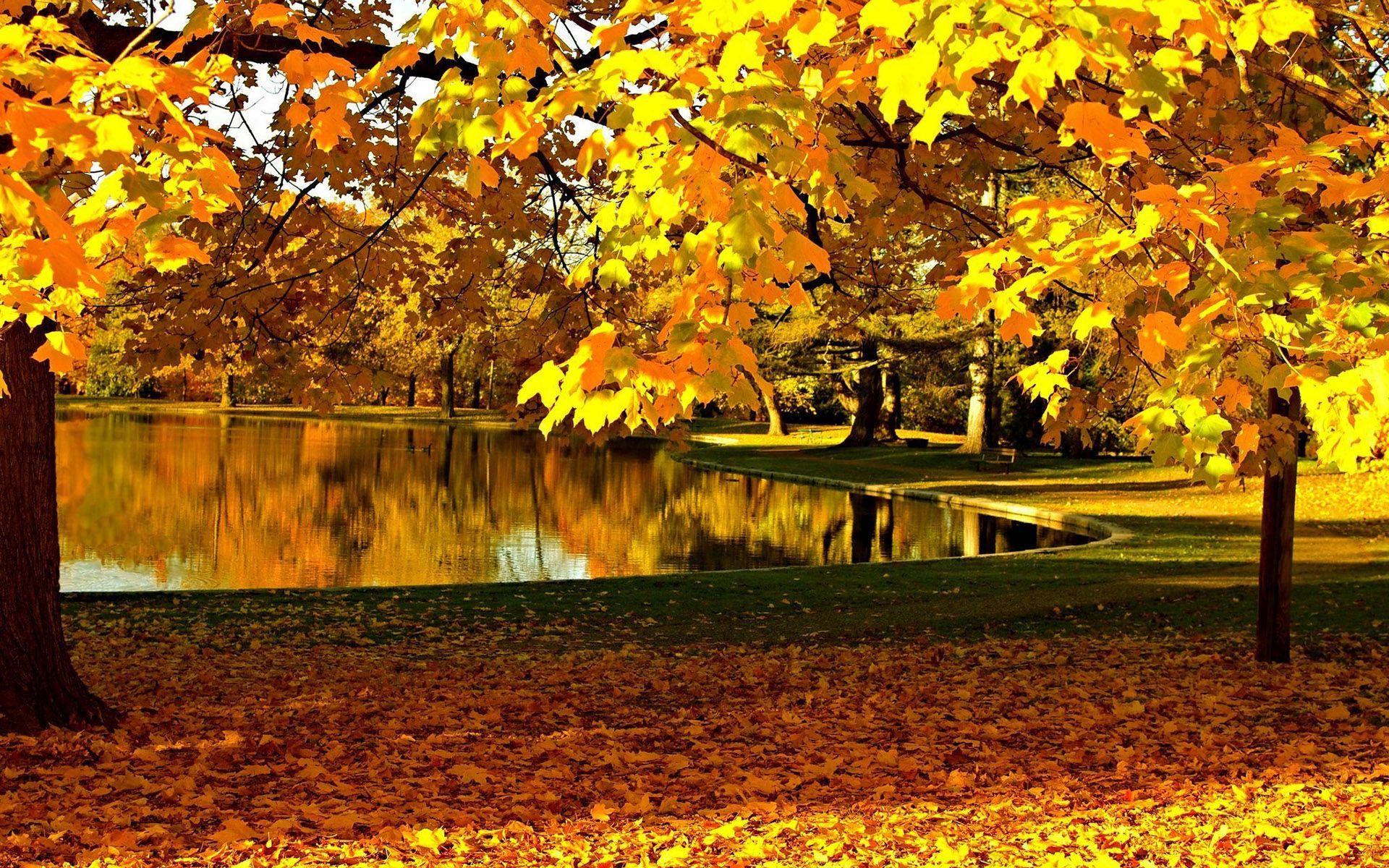 Hd Yellow Leaves In The Fall Wallpaper - Złota Jesień W Parku - HD Wallpaper 