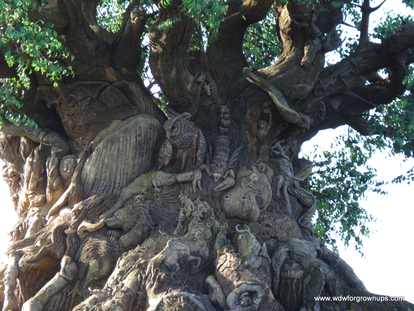 Disney World, The Tree Of Life - HD Wallpaper 