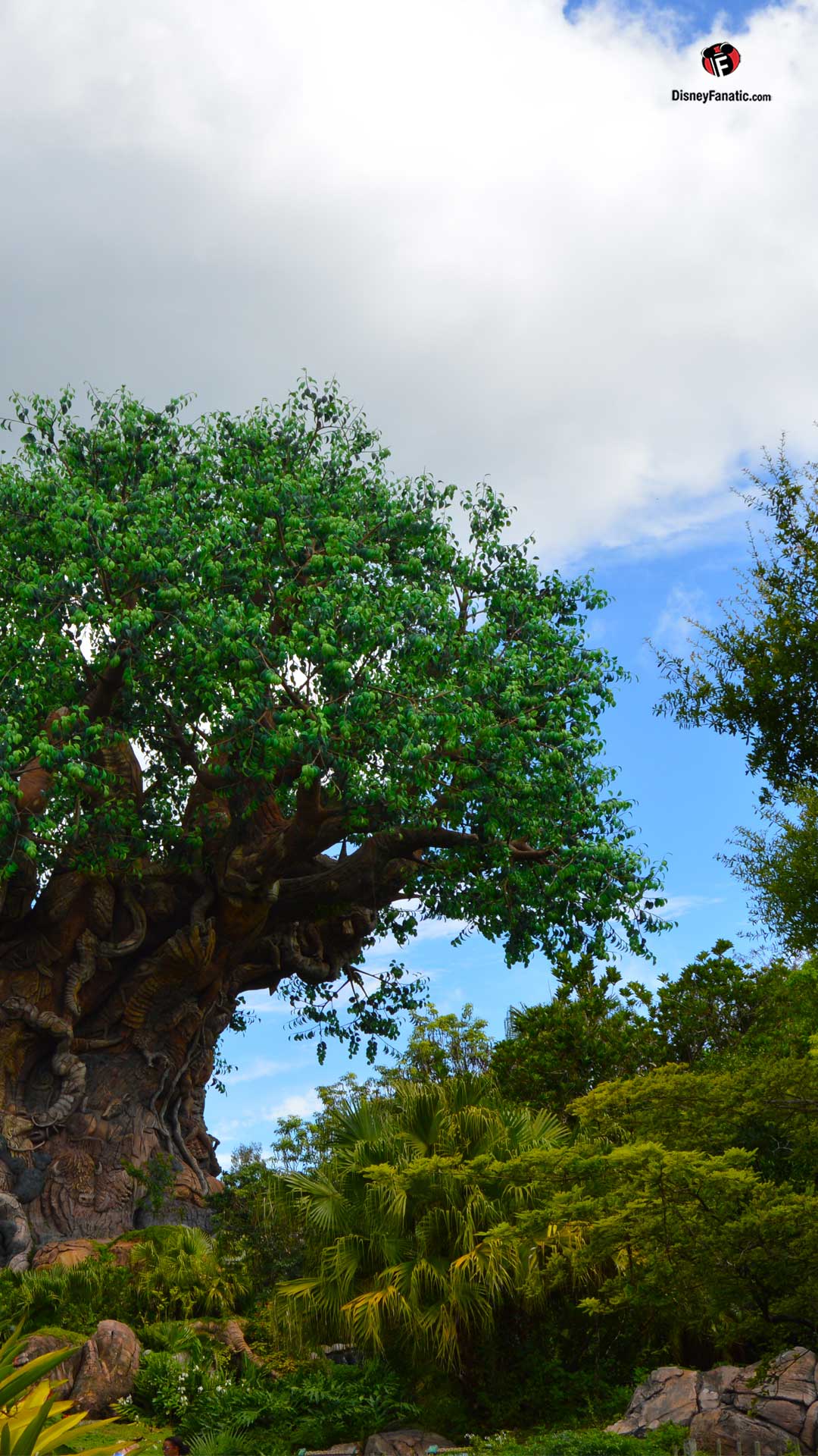Disney World, The Tree Of Life - HD Wallpaper 