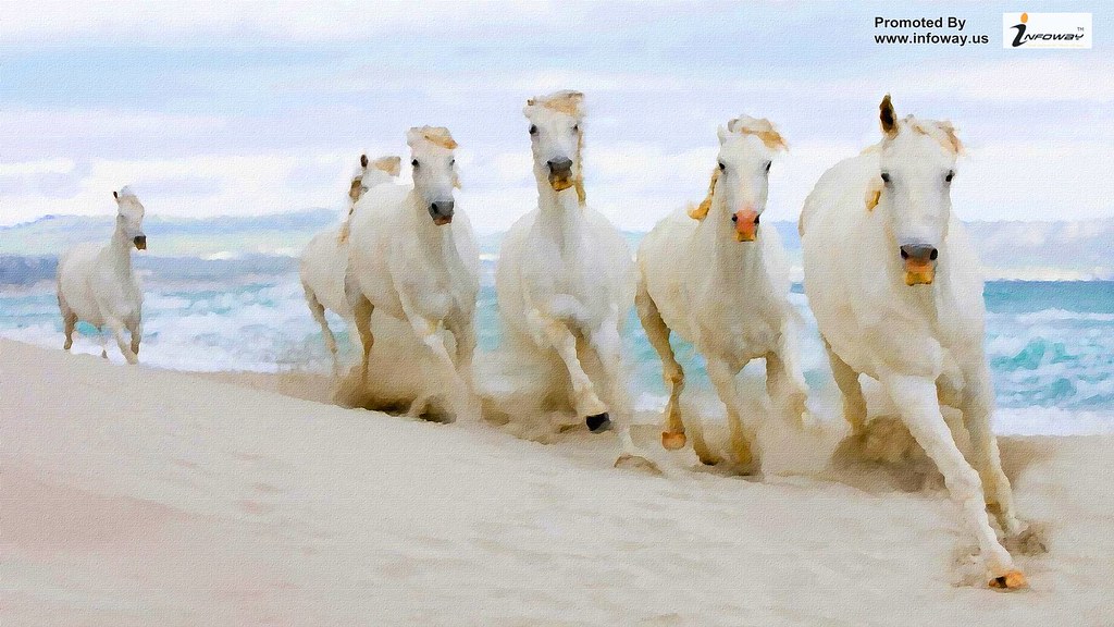 Nature Beach Animals Horses Fresh New Hd Wallpaper - Racing Horse White - HD Wallpaper 