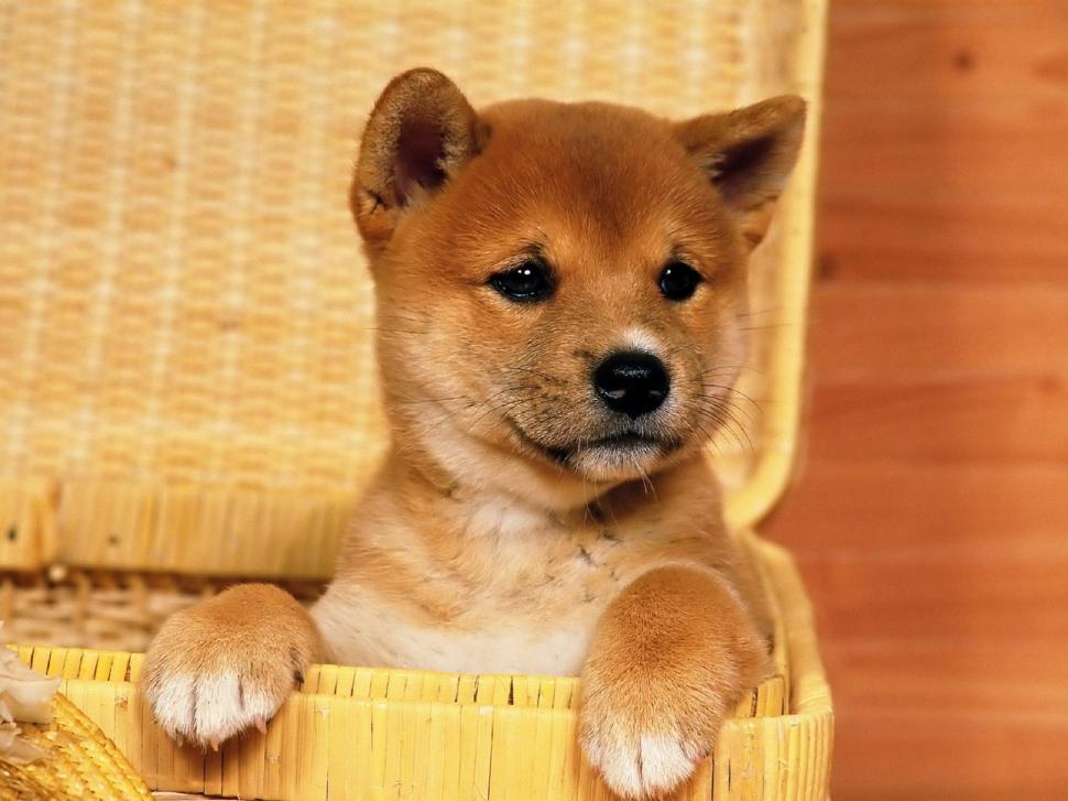 Cute Shiba Inu Puppy Wallpaper,shiba Inu Hd Wallpaper,puppy - Shibai Inu - HD Wallpaper 