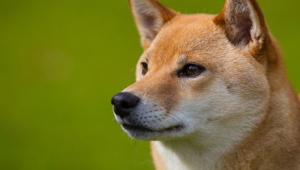 Shiba Inu, Dog, Each, View, Ginger, Profile, Snout - Shiba Inu Ginger - HD Wallpaper 