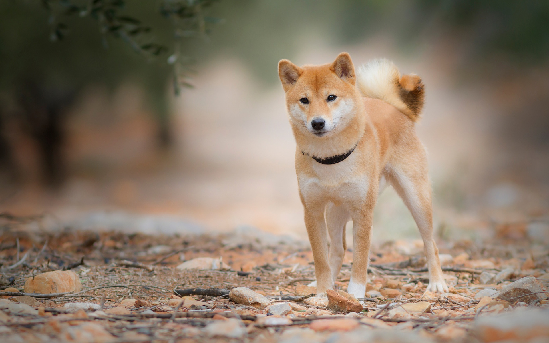 Shiba Inu, Ginger Young Dog, Pets, Dogs, Puppy, Japanese - Shiba And Akita - HD Wallpaper 