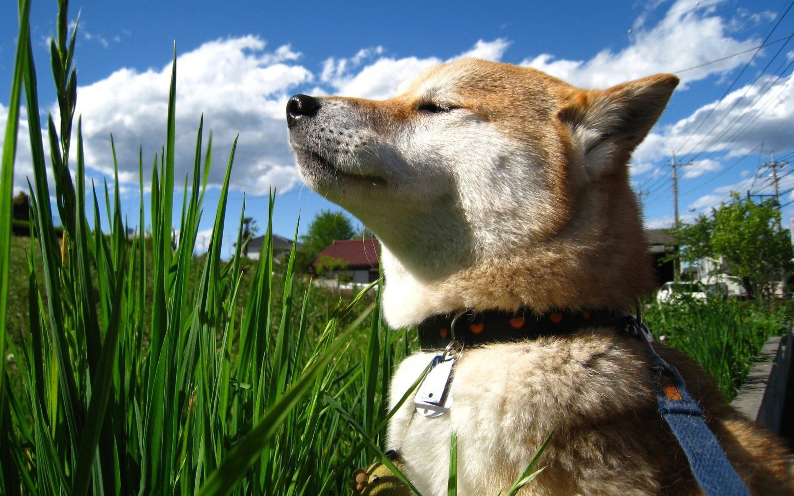 Shiba Wallpaper, Shiba Wallpapers - Shiba Inu Wallpaper Phone - HD Wallpaper 