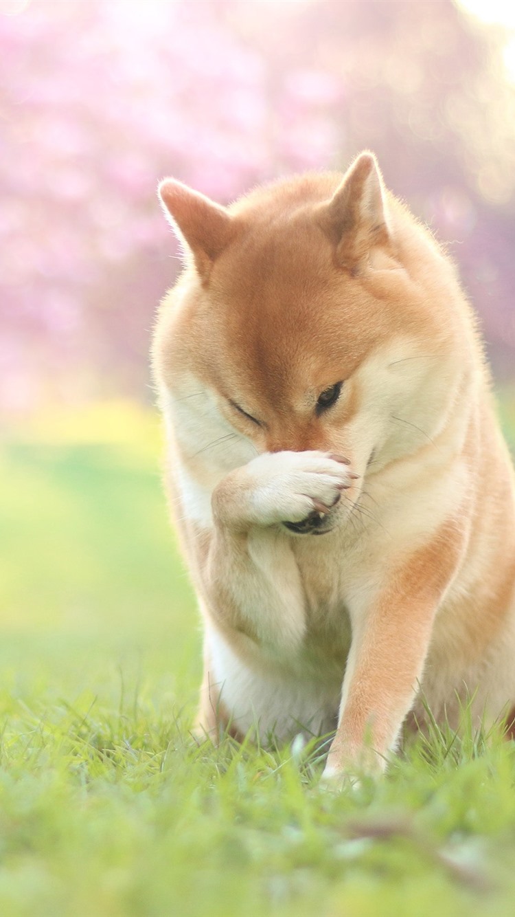 Iphone Wallpaper Dog, Paw, Pose, Grass - Shiba Inu - HD Wallpaper 