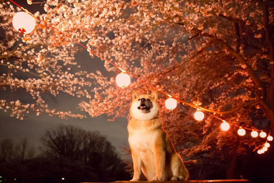 Shiba Inu Fireworks - HD Wallpaper 