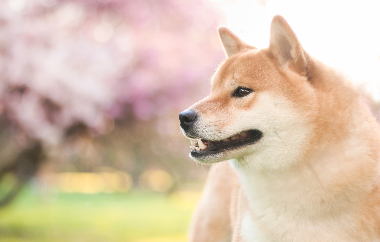 Photo Wallpaper Face, Light, Nature, Green, Glare, - Shiba Inu - HD Wallpaper 