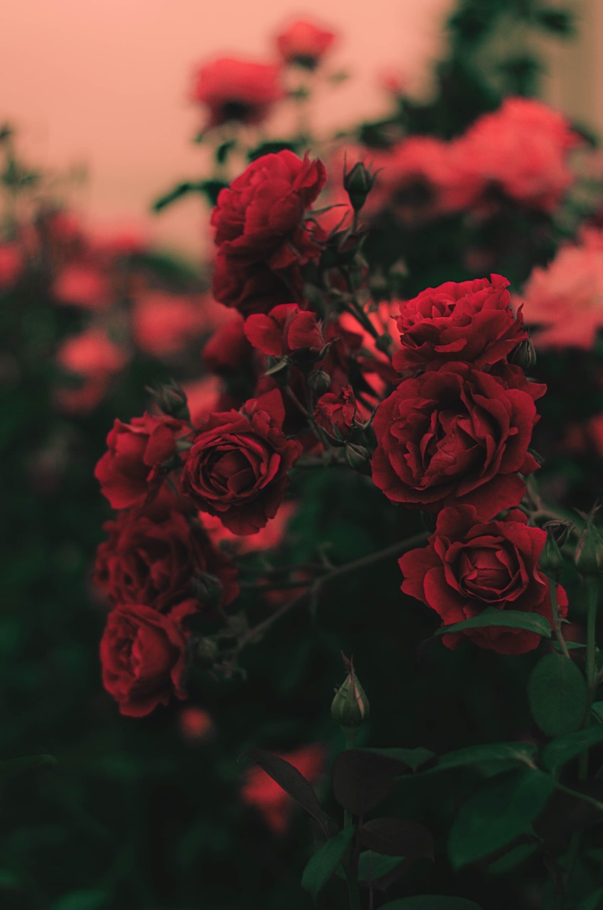 Flowers, Rose, And Red Image - Flowers Roses - HD Wallpaper 