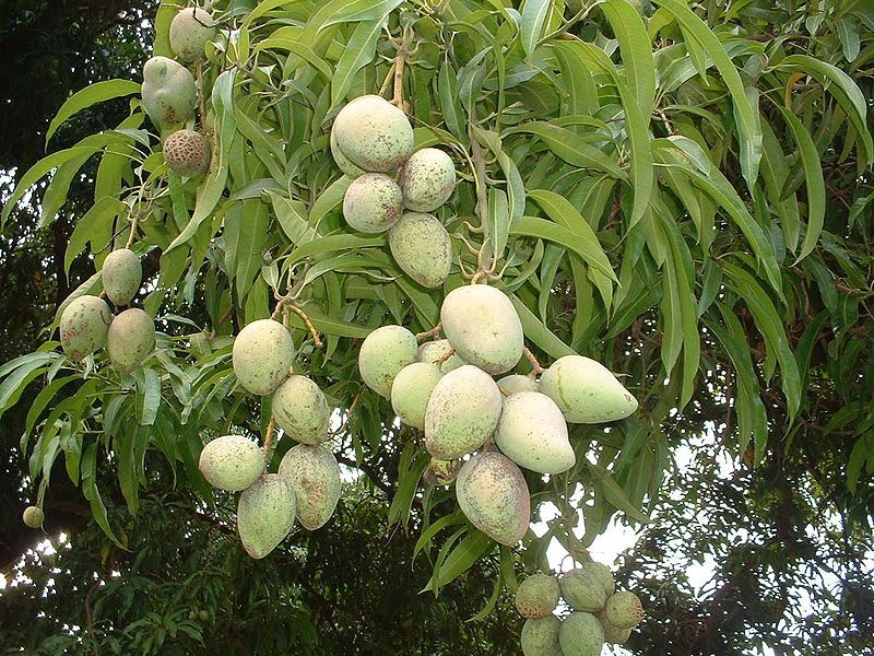 D - Mango Tree With Mango - HD Wallpaper 