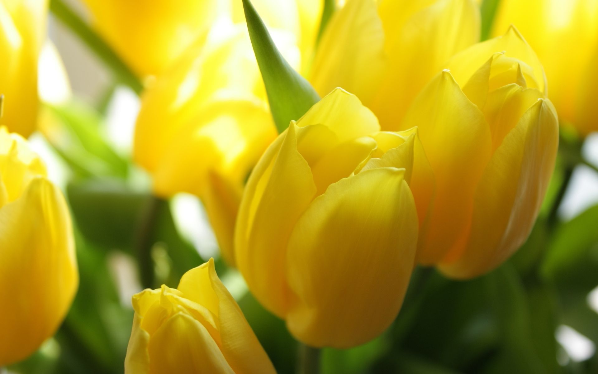 Tulip - HD Wallpaper 