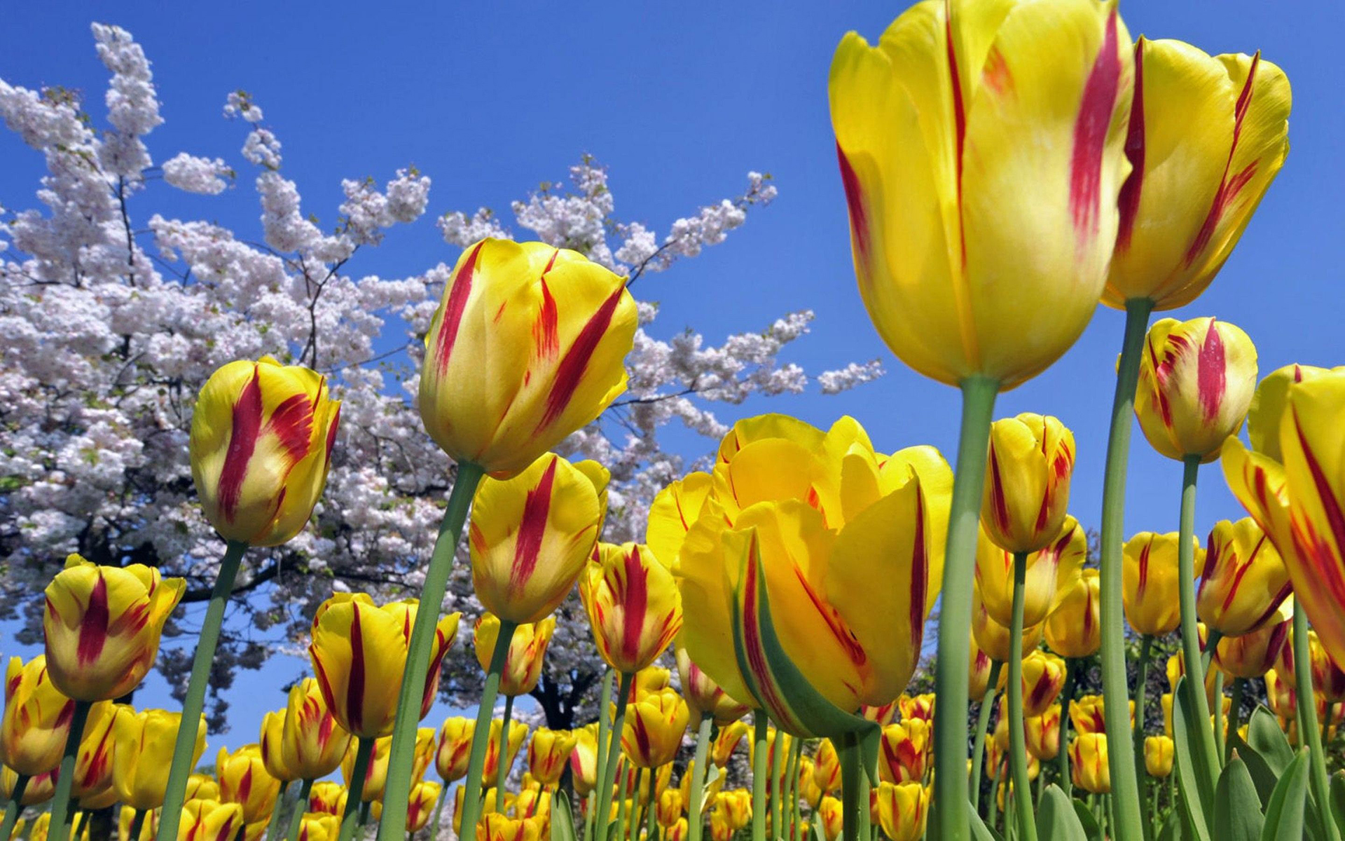 Spring Tulips - HD Wallpaper 