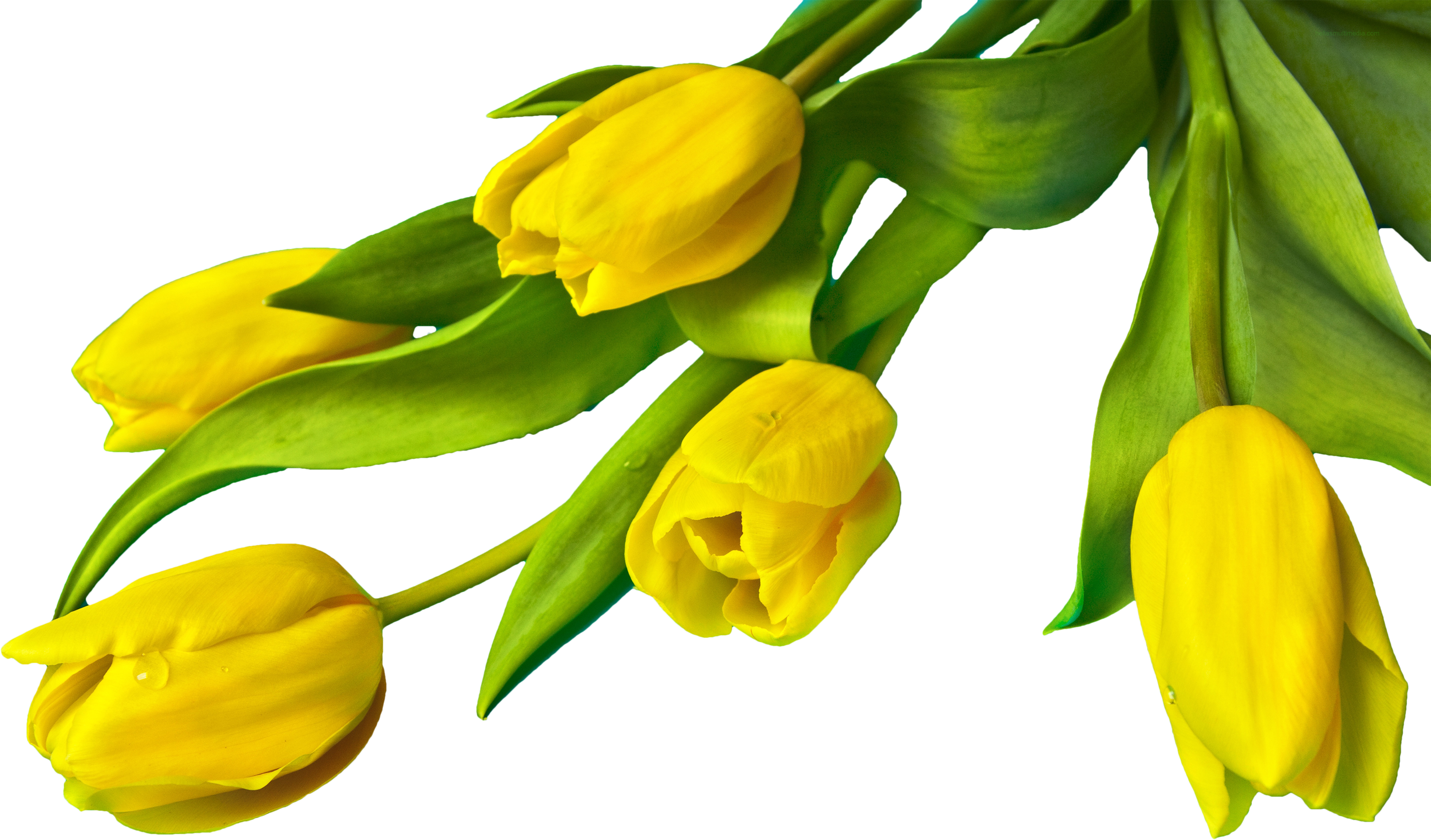 5 Png - Yellow Tulips Png - HD Wallpaper 