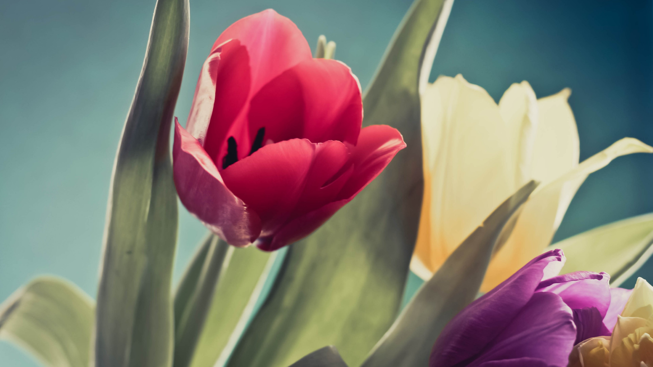Red, Purple And Yellow Tulips Wallpaper - Tulip - HD Wallpaper 