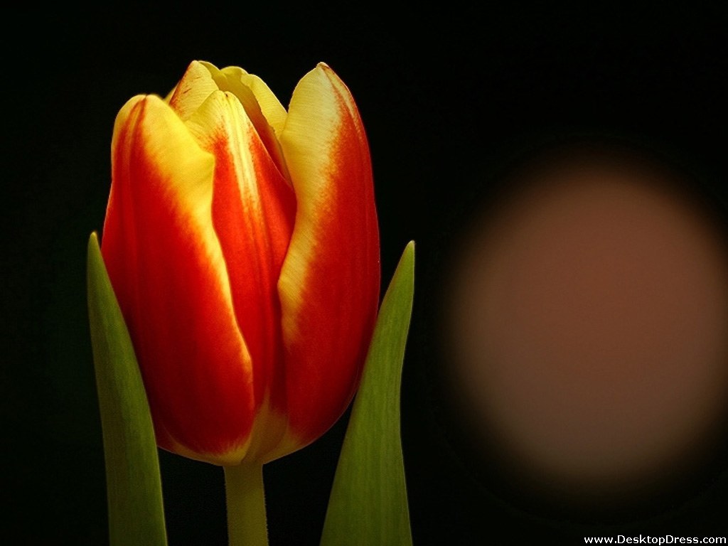 Red Yellow Tulip - Red And Yellow Tulips - HD Wallpaper 