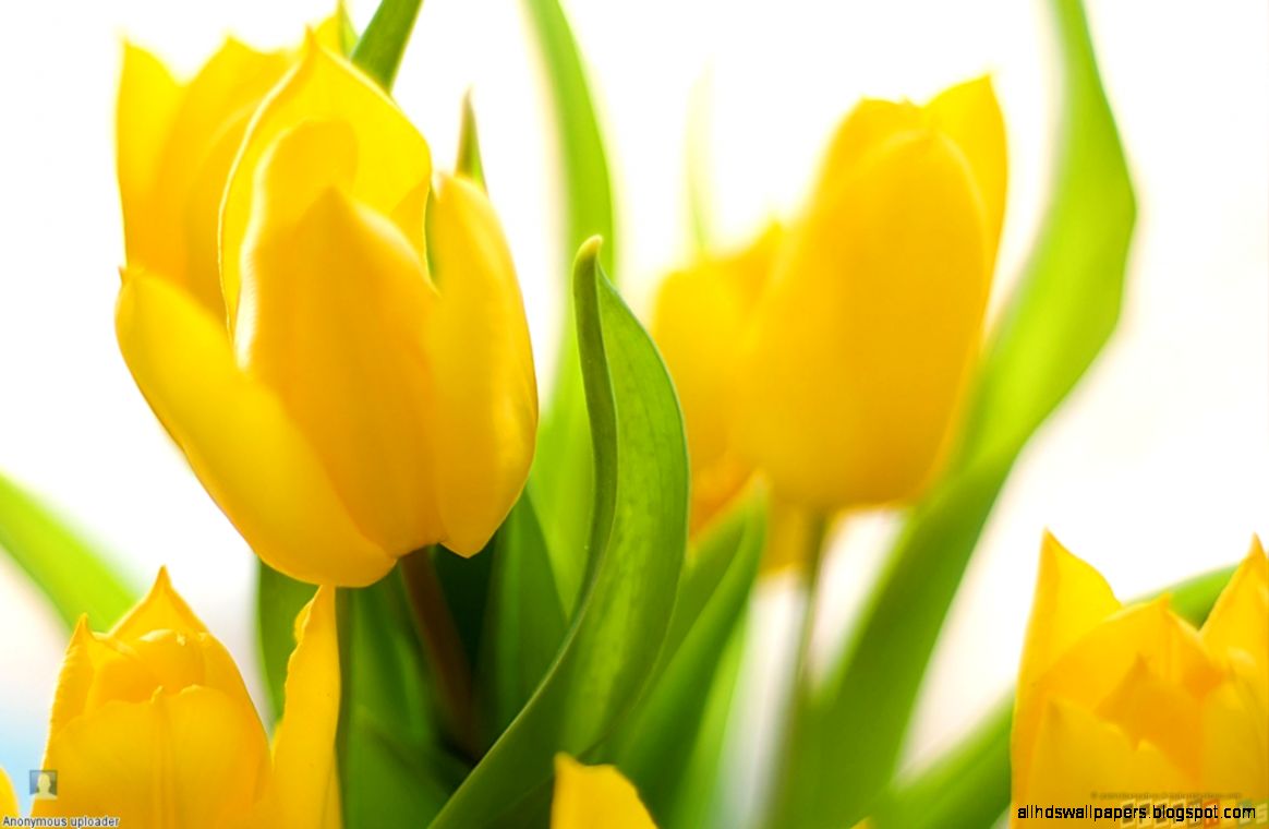 Yellow Tulip Desktop Backgrounds Hub - Spring Flowers - HD Wallpaper 