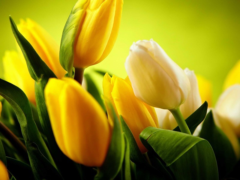 Yellow Tulips Flowers Wallpaper - Flores De Tulipanes Amarillos - HD Wallpaper 