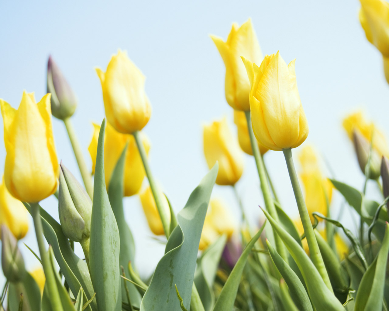 Yellow Tulips Wallpaper - HD Wallpaper 