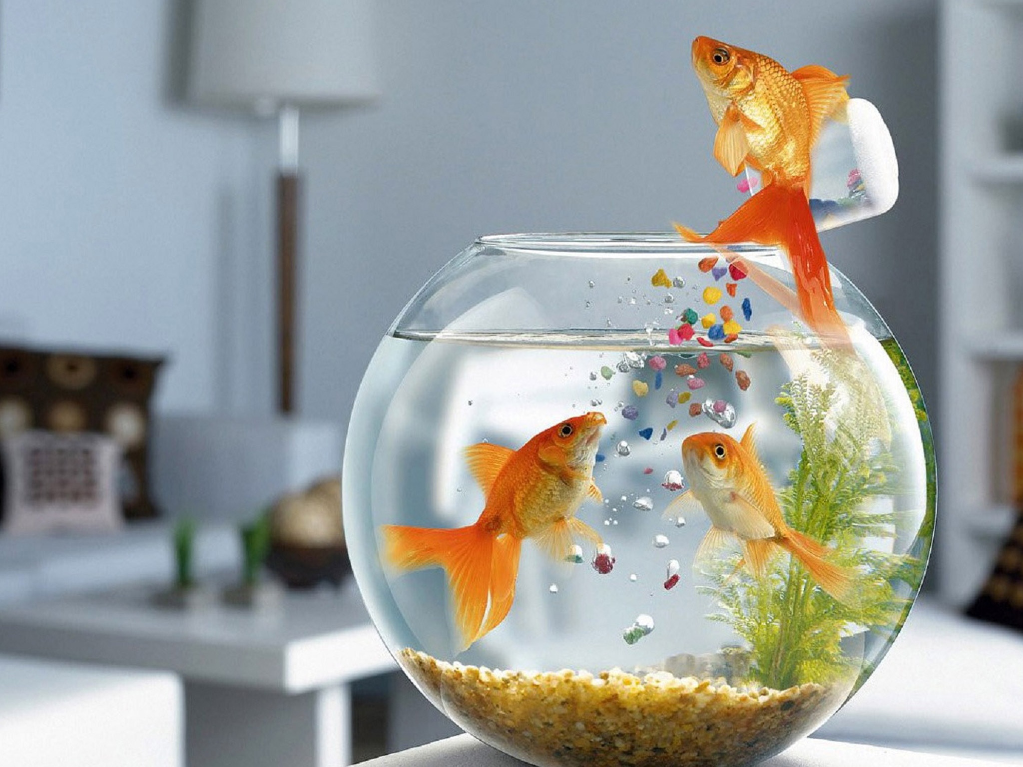 Ipad Wallpaper Hd - HD Wallpaper 