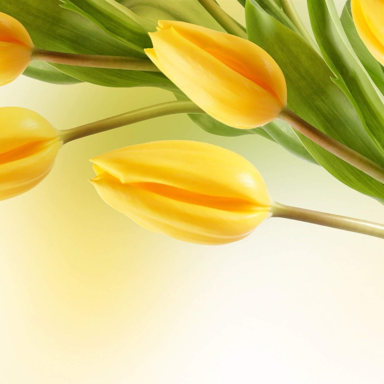 Yellow Tulip Flower Background - HD Wallpaper 