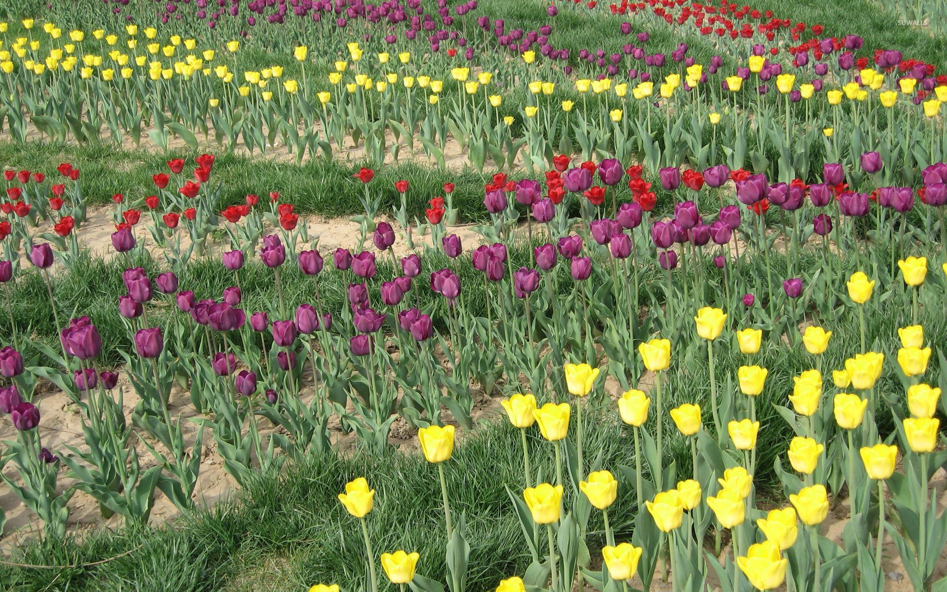 Sprenger's Tulip - HD Wallpaper 