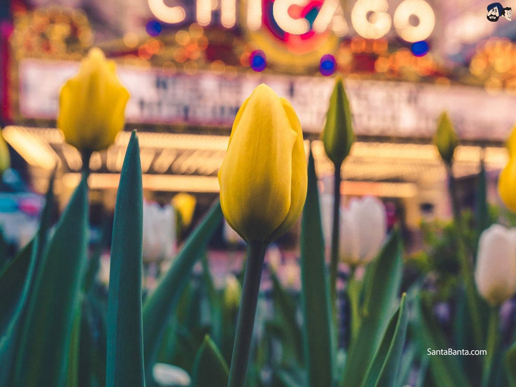 Tulip - HD Wallpaper 