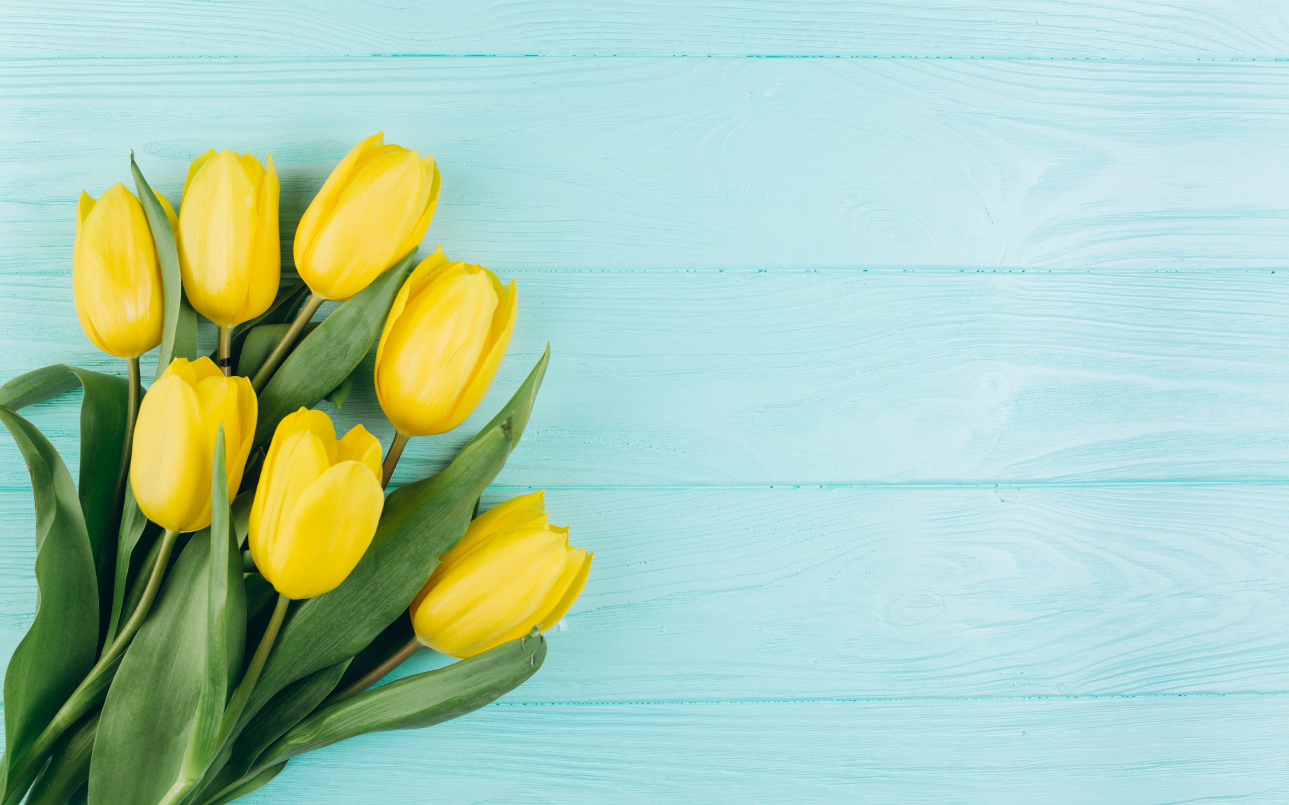 Yellow Tulips, Spring Flowers, Yellow Spring Flowers, - Fondo De Pantalla Tulipanes Amarillos - HD Wallpaper 