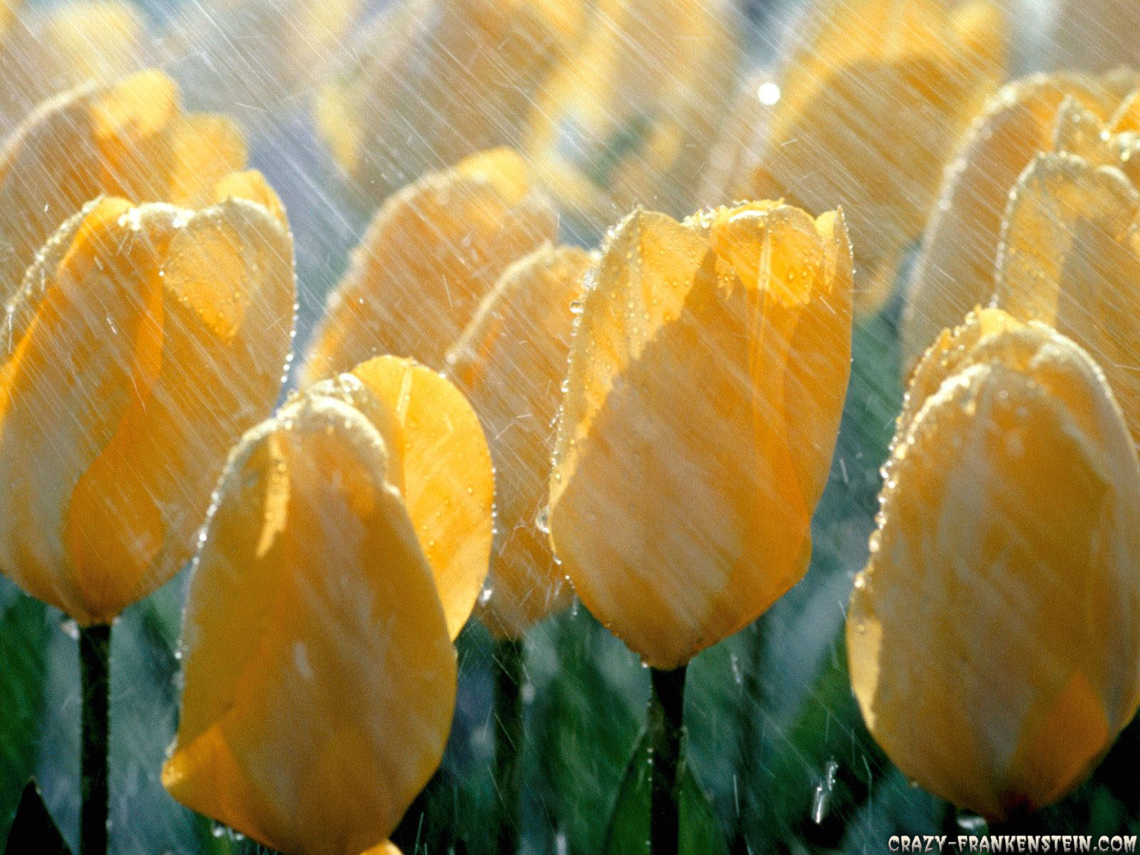 Tulips In The Rain - HD Wallpaper 
