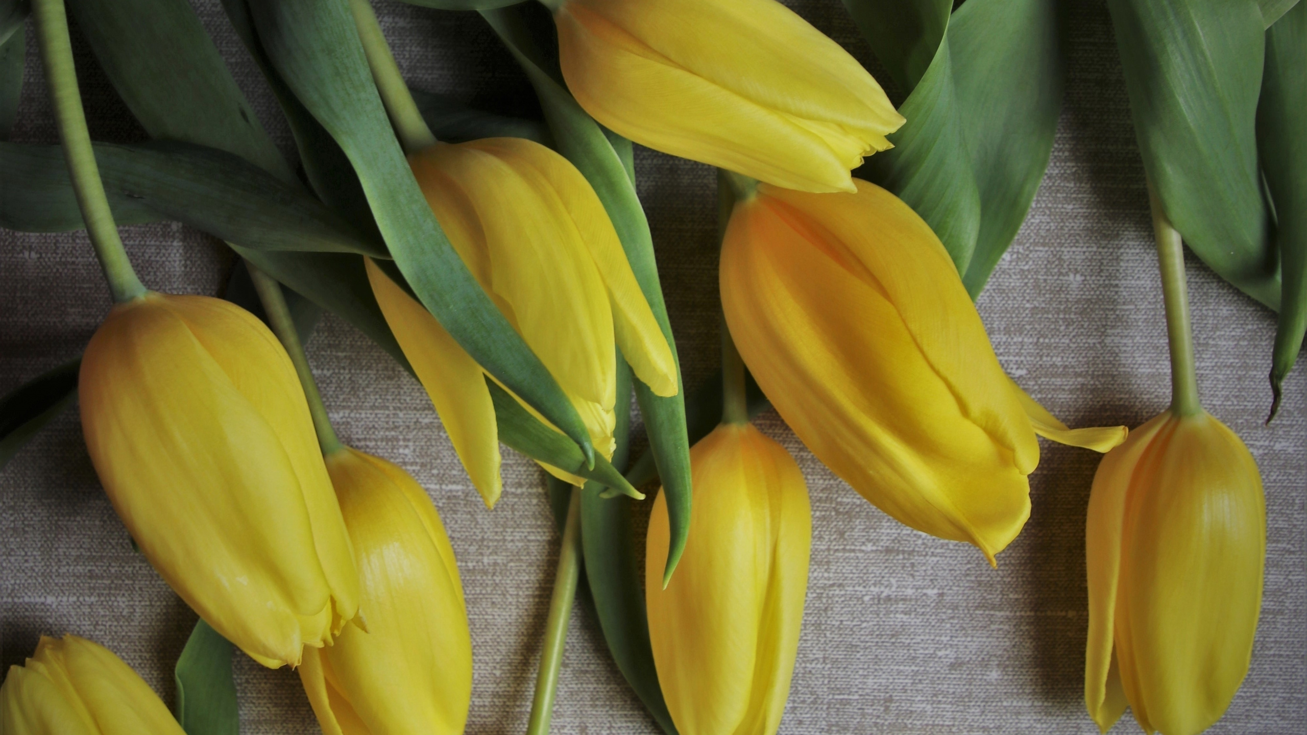 Yellow Tulips, Flowers, Fresh, Wallpaper - HD Wallpaper 