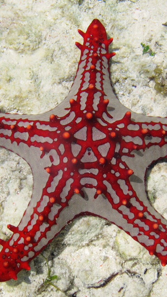 Sea Star, Zanzibar, Africa, Diving, Tourism, Underwater, - Sea Life Underwater Fish - HD Wallpaper 