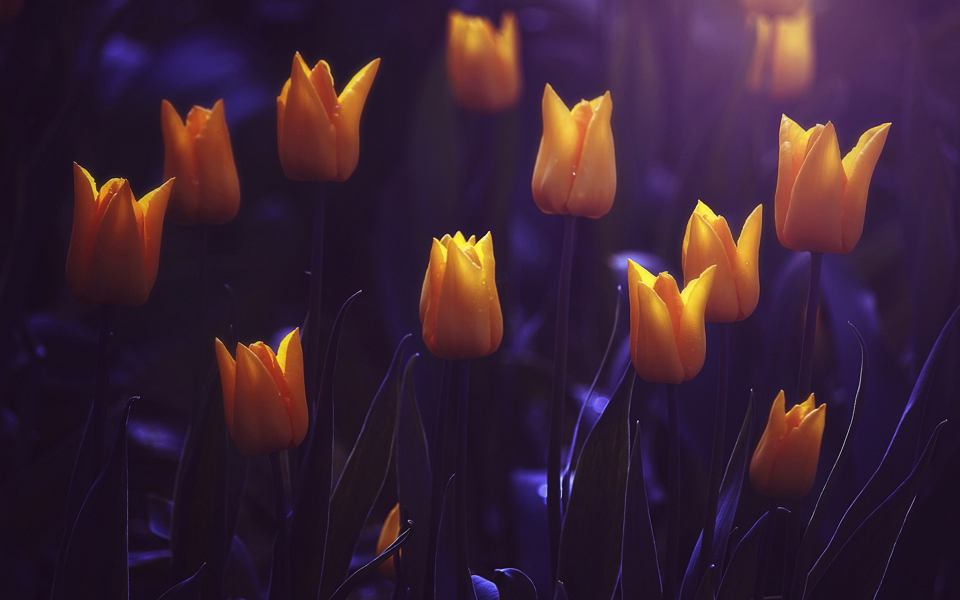 Tulip - HD Wallpaper 
