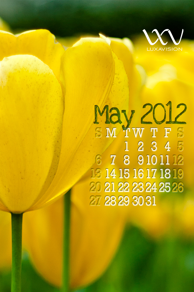 Desktop Calendar For May - Tulip - HD Wallpaper 